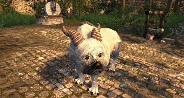 Местная живность - очень мила!