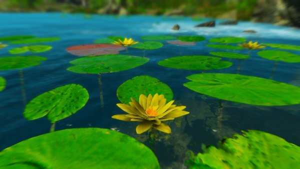 Кубышки. Эндерал