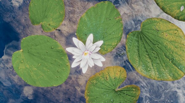 Лотосы в водоёме Вайтрана.. SSE (Тропики 7.0)