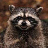 Angry Racoon