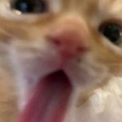 Турбобойщик